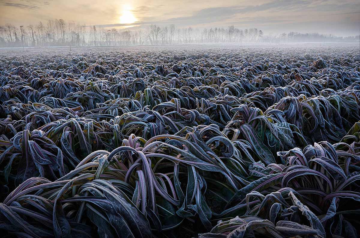 Un-campo-gelato-di-Radicchio-di-rosso-di-Treviso-igp-blog