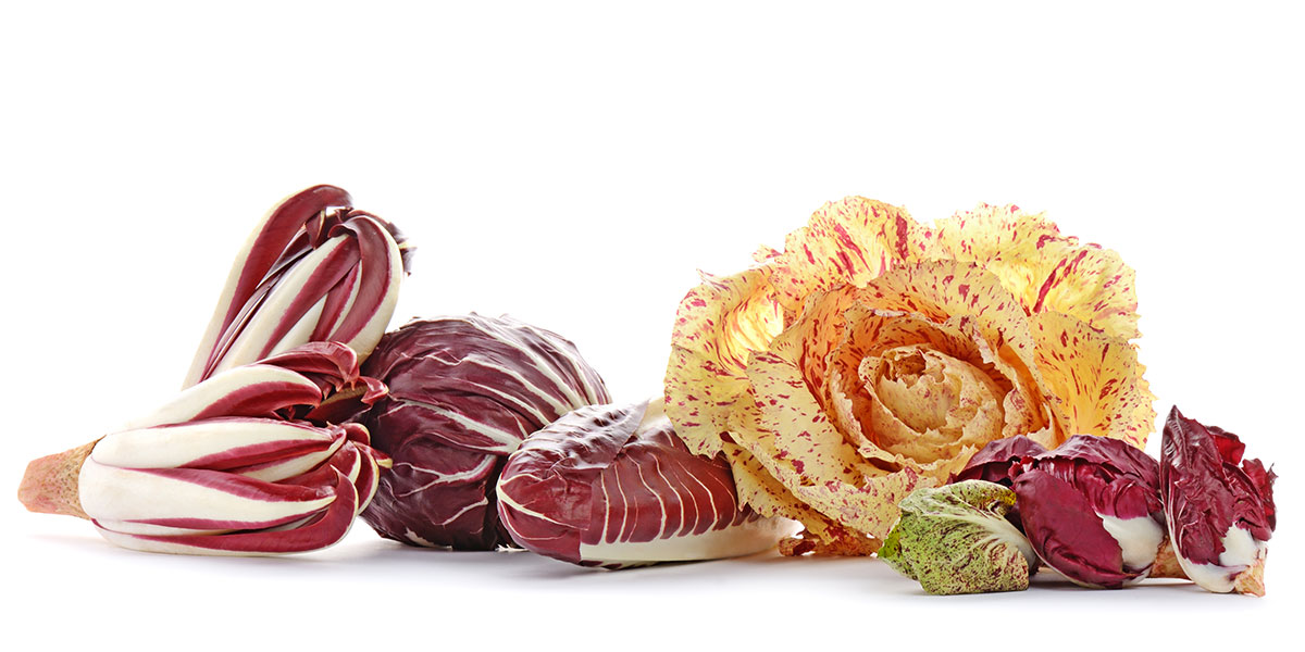 varieta-radicchio-rosso-bianco