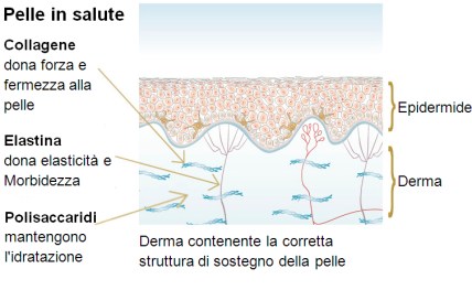 3_2_skin_and_ageing_healthy_skin_large_1