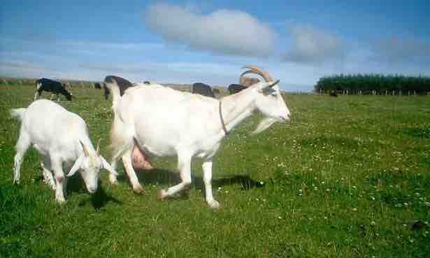 Copia di latte-di-capra