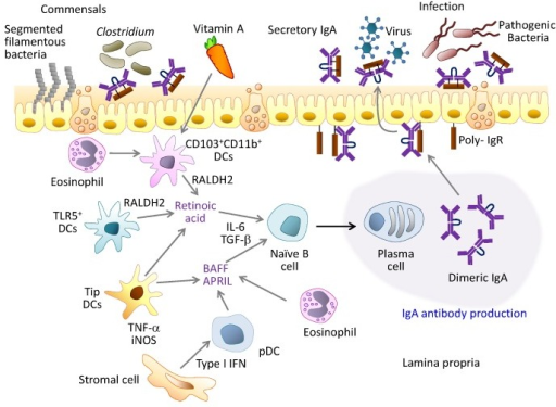 PMC4338263_in-15-1-g003