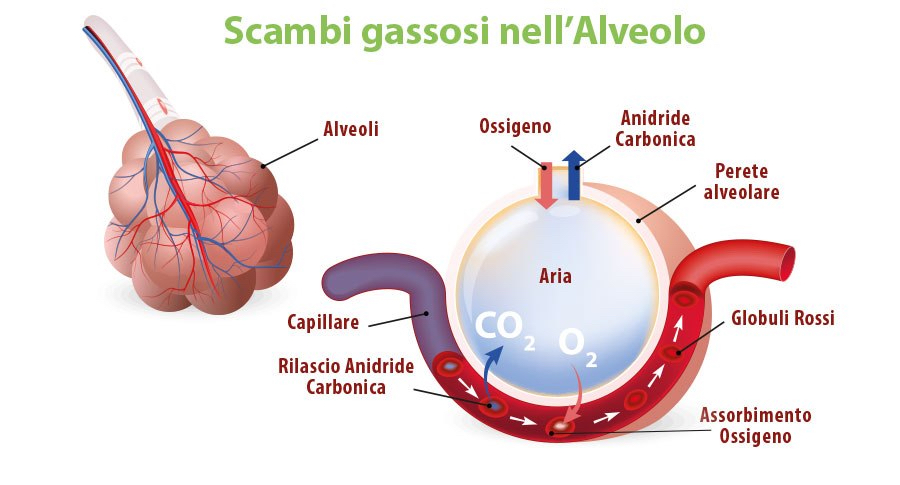 scambioossigeno-anidridecarbonicanellalveolopolmonare.jpeg