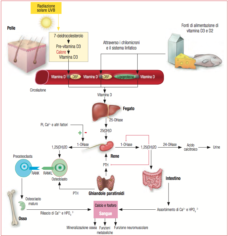 Schermata 2019-07-13 alle 16.57.42.png