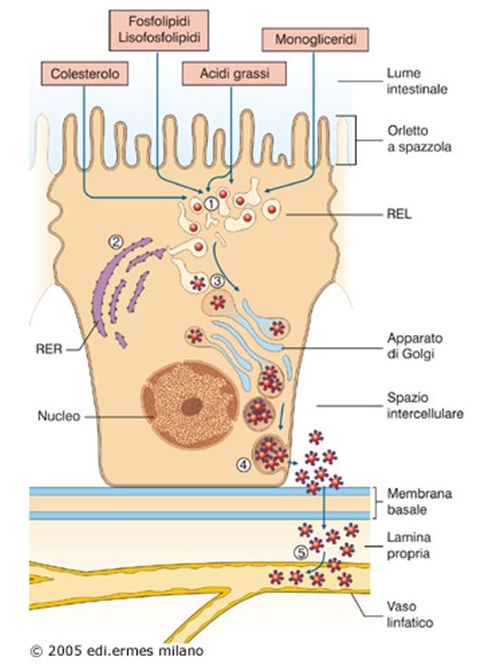 All’interno+dell’enterocita+nel+reticolo+endoplasmatico+liscio+si+formano+nuovi+trigliceridi+che+si+aggregano.