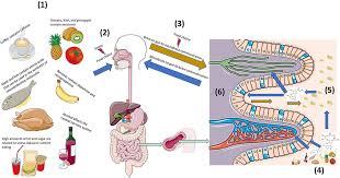 Microbiota e la prevenzione al tumore al seno
