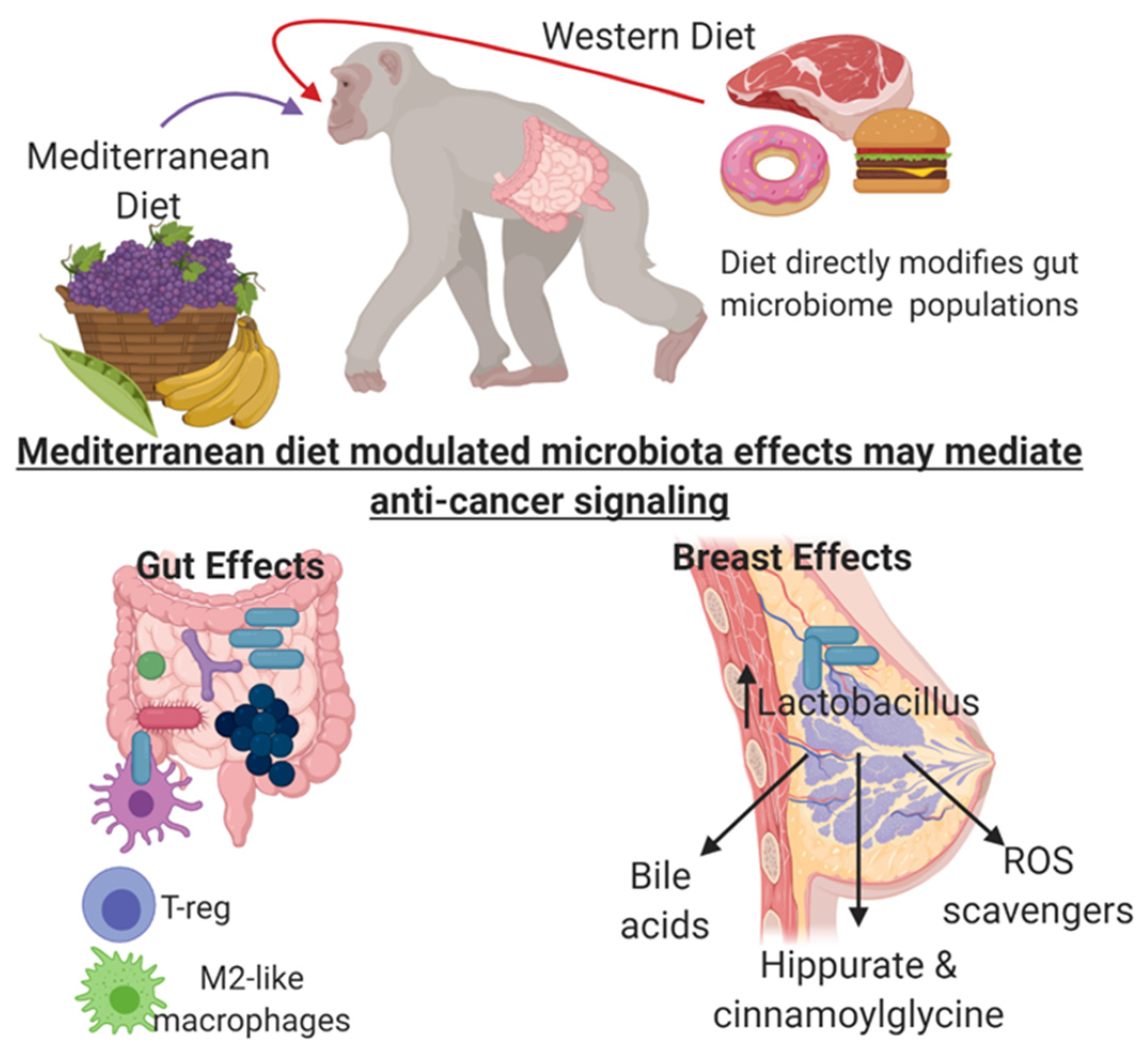 Cambio del microbiota mammario con dieta mediterranea e occidentale