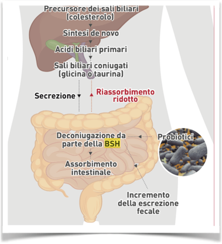 Figura 4 - Processo di metabolizzazione enzimatica degli acidi biliari da part del microbiota 