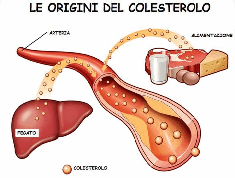 Figura 3 - Colesterolo esogeno (alimenti e endogeno (produzione enzimatica ne fegato)