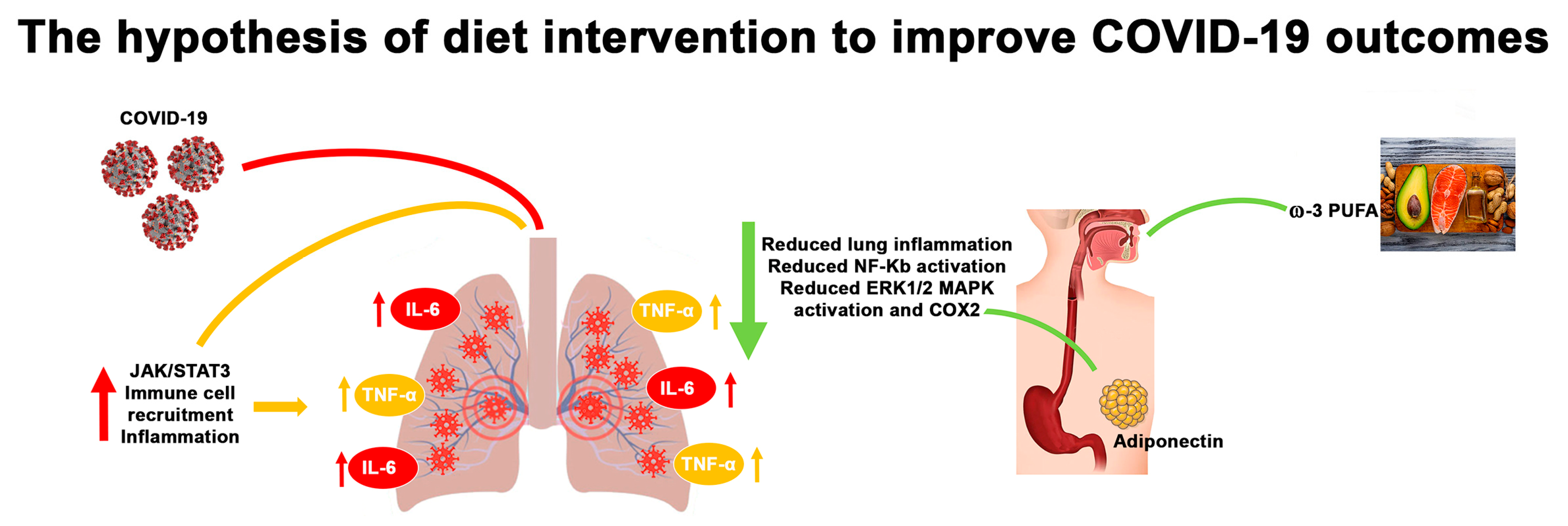 acidi grassi polinsaturi omega 3 e omega 6 modulano la risposta risposta immunitaria e infiammatoria.