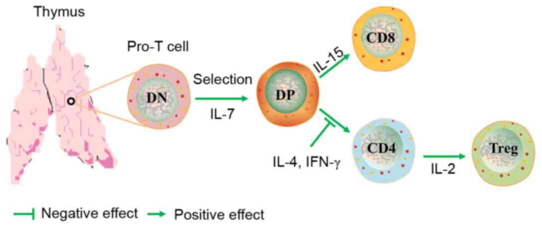 Thymic function in the regulation of T cells, and molecular mechanisms underlying the modulation of cytokines and stress signaling Yan et al.  September 19, 2017 