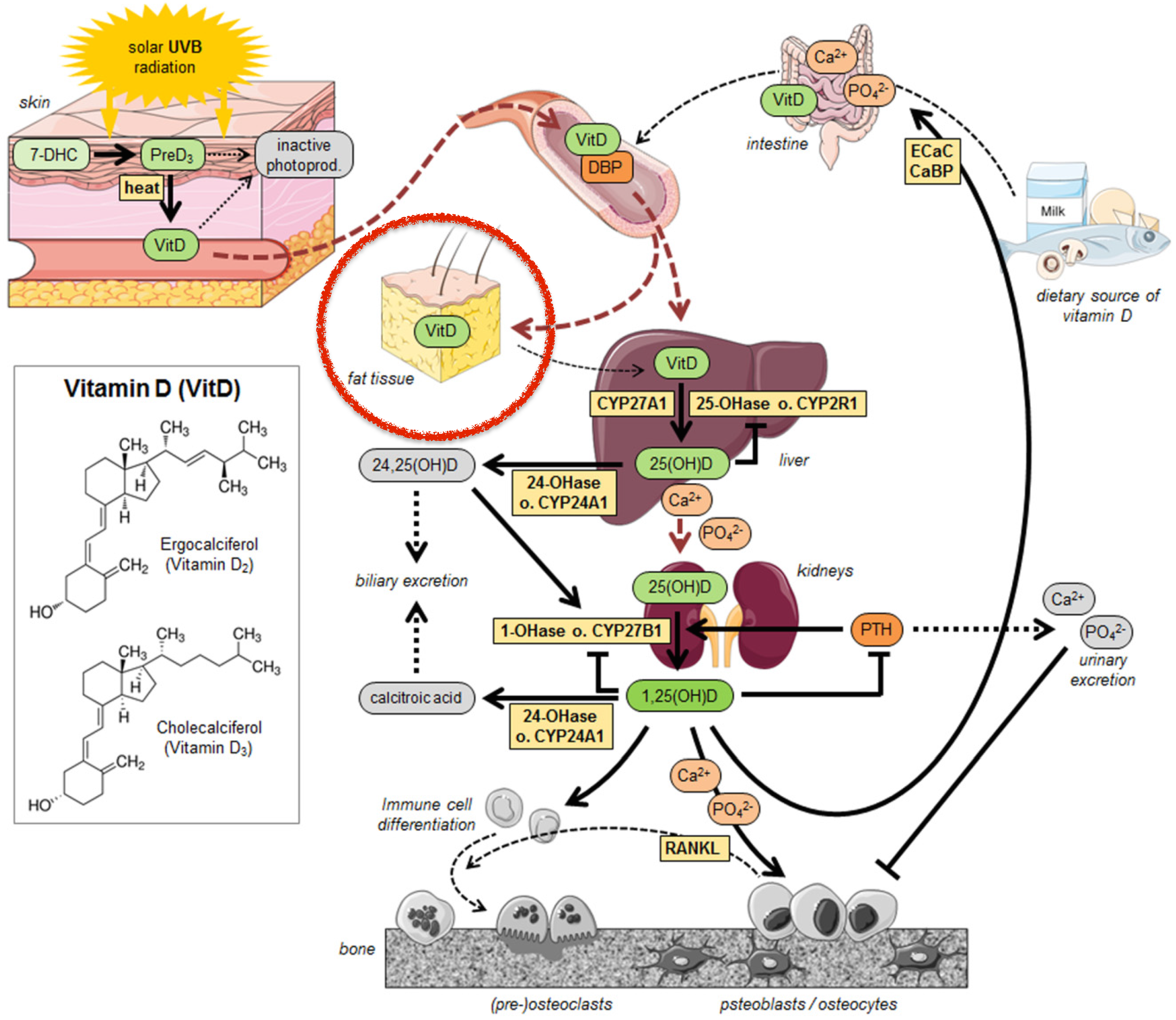 Figura 22 - Sequestro della vitamina D da parte del tessuto adiposo