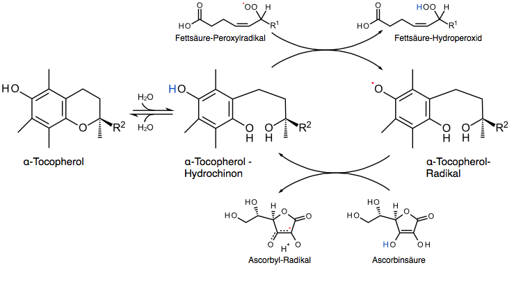 Figura 12 - Rigenerazione biochimica generata dalla vitamina C sulla molecola ossidata di vitamina E