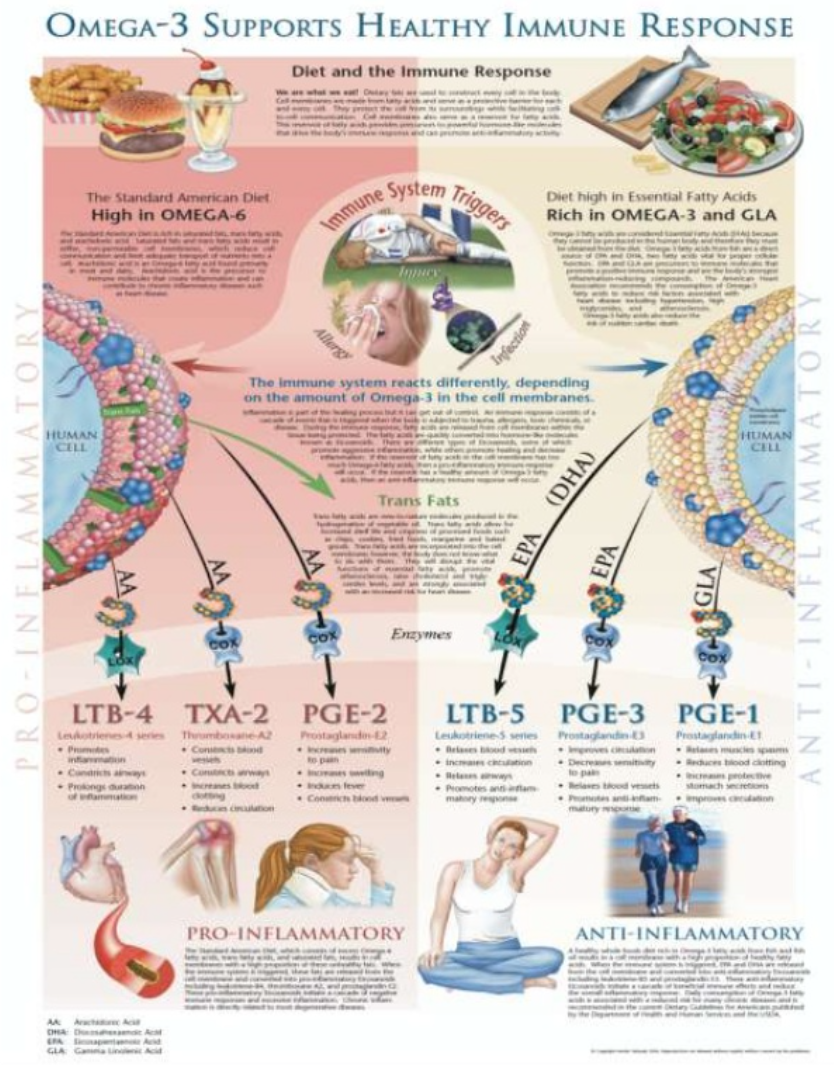 Figura 17 - Come gli alimenti a base di omega 3 modulano in positivo il sistema immunitario -omega 3 - nordic naturals 2006