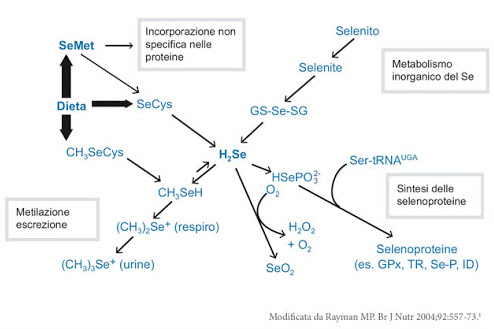 Figura 13 - Azione fisiologica del Selenio alimentare